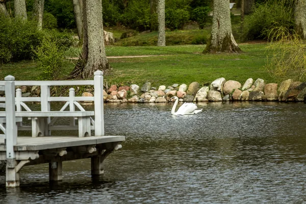 Cisne no lago — Fotografia de Stock