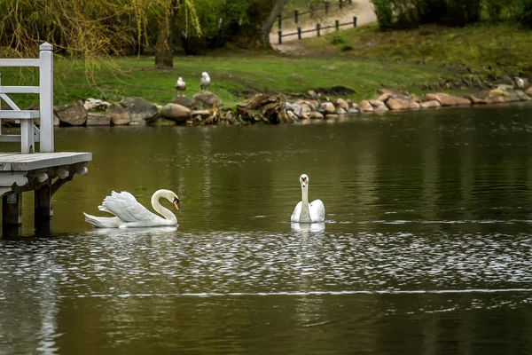 Dois cisnes brancos — Fotografia de Stock