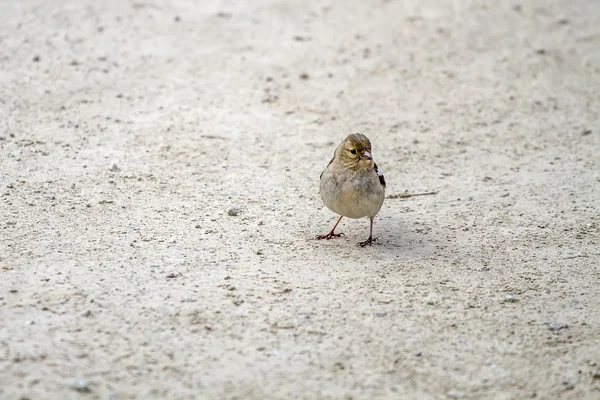 Το πουλί κάθεται στο έδαφος — Φωτογραφία Αρχείου