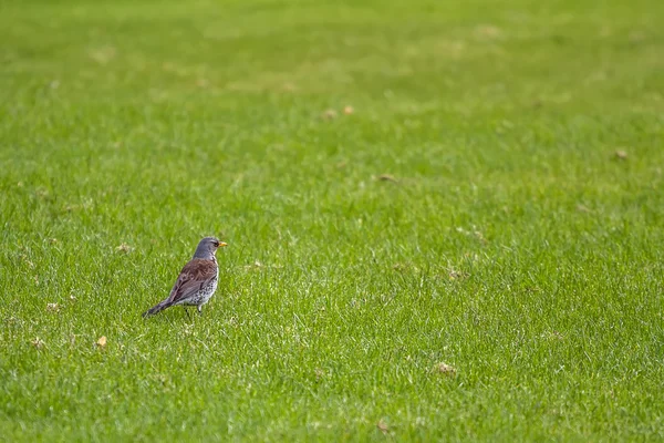 De vogel zit op het gras — Stockfoto