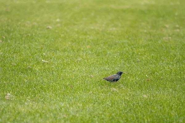 Pájaro en la hierba — Foto de Stock