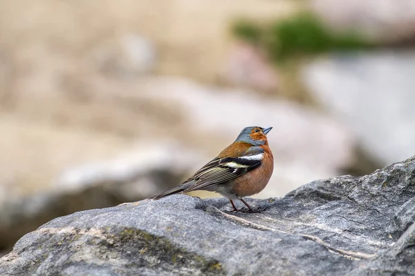 Oiseau assis sur une pierre — Photo