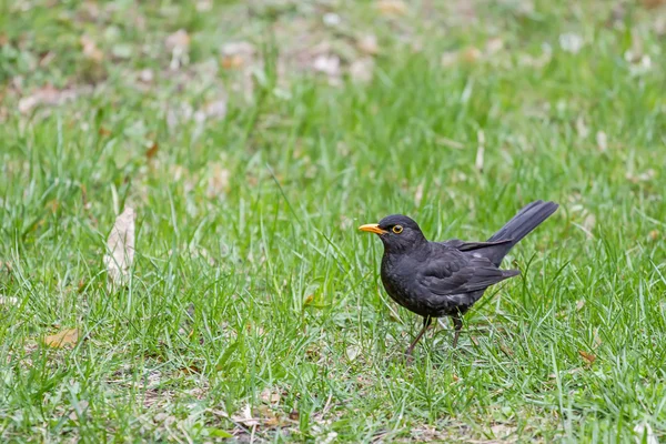 Pássaros negros caminham na grama no parque — Fotografia de Stock