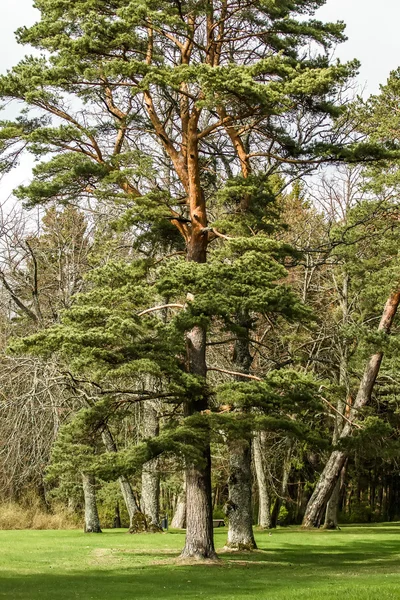 Árbol en el parque —  Fotos de Stock