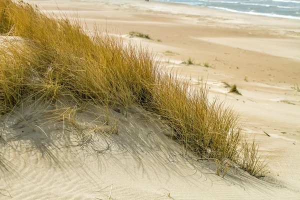 Het gras op het zand — Stockfoto