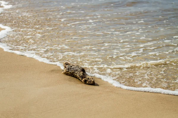 Tree branch at sea — Stock Photo, Image