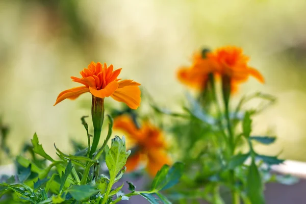 Marigold in garden — Stock Photo, Image