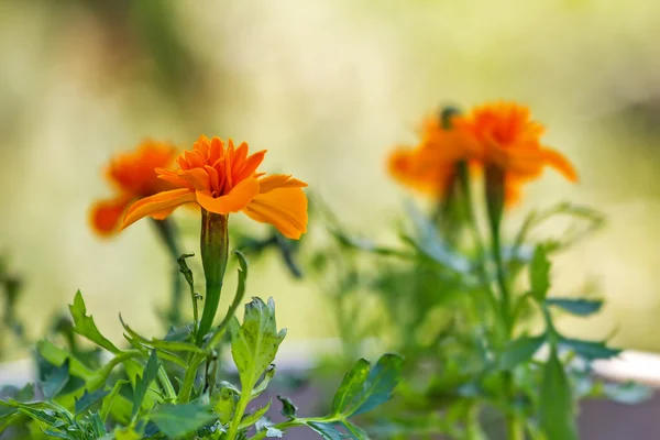 Marigold in vase — Stock Photo, Image