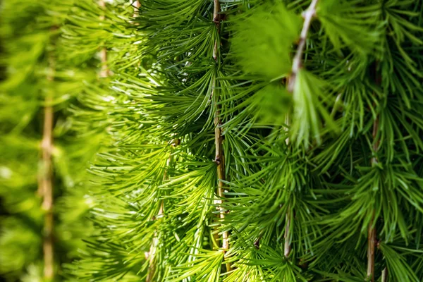 Coniferen gefotografeerd in de tuin — Stockfoto