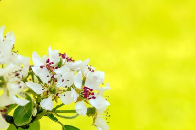 Armut Ağacı çiçek