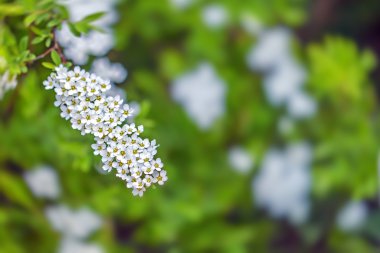 Küçük çiçekler çiçek şube