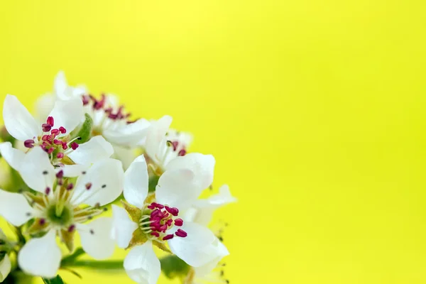 Sarı renkte çiçek açan ile şube — Stok fotoğraf