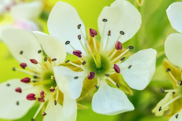 Hruška květy makro — Stock fotografie