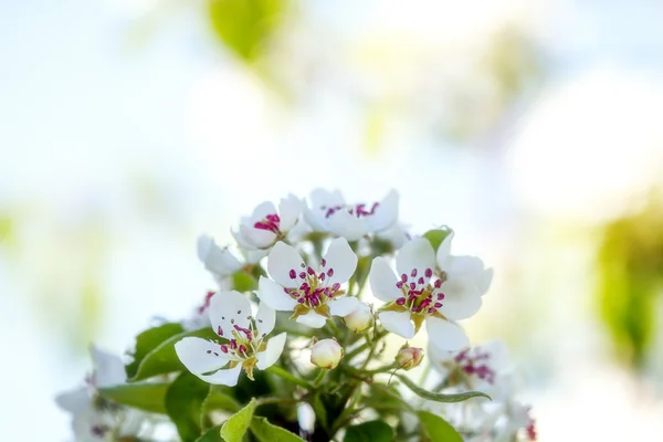Strom kvete hruška v bílém — Stock fotografie