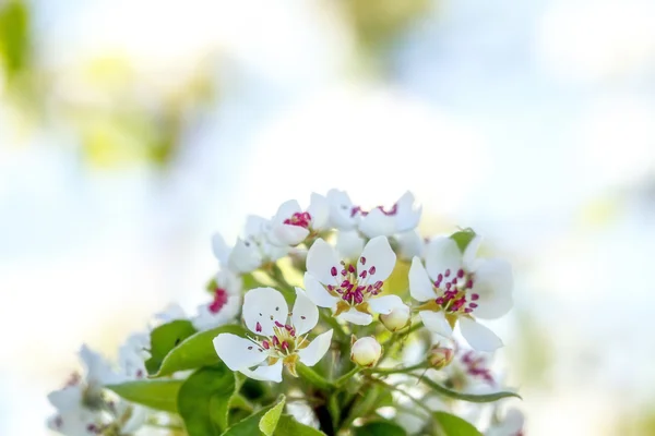 Tree blooms in white — Stock Photo, Image