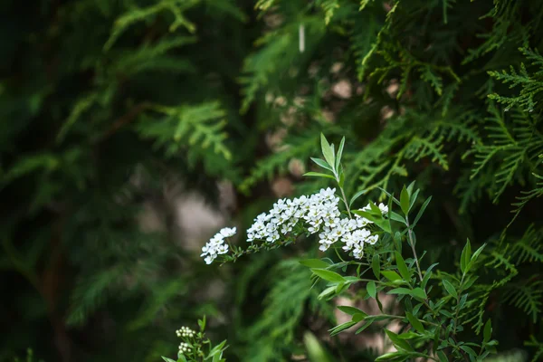 Yeşil bahar çiçek — Stok fotoğraf