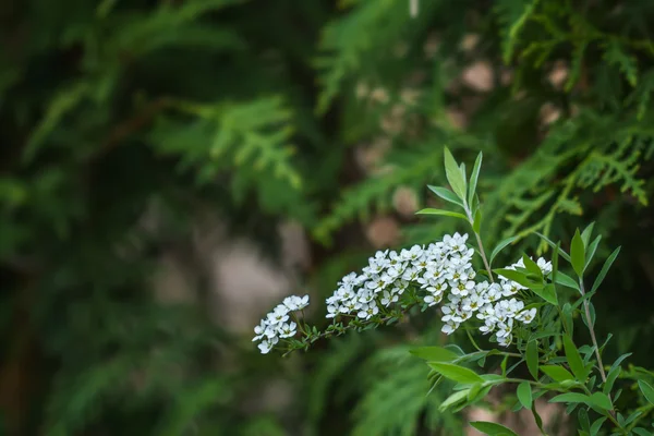 Fleurs blanches printanières — Photo