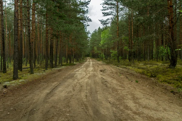 Le chemin à travers les bois — Photo