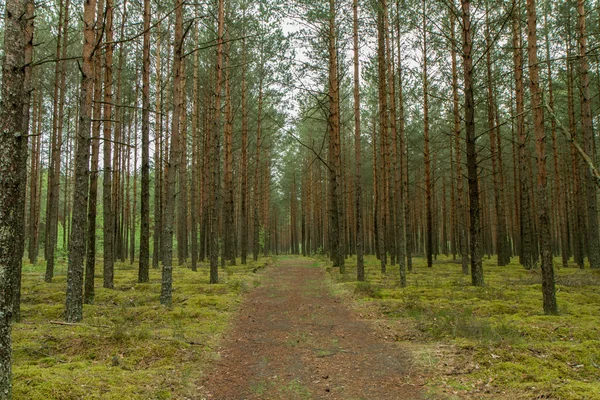 A trilha através da floresta — Fotografia de Stock
