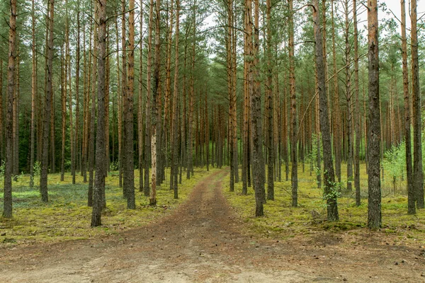 Straße zum Wald — Stockfoto