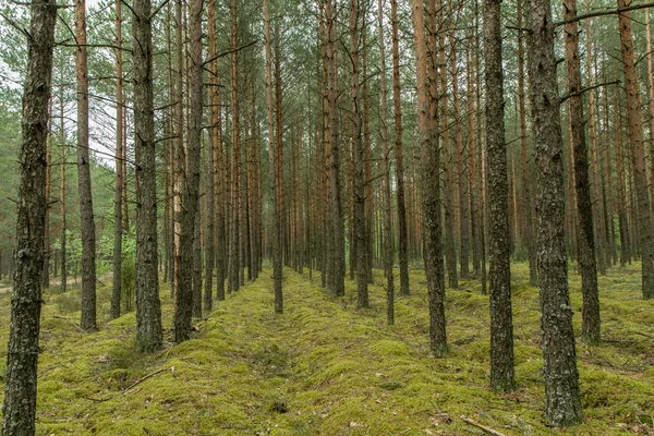 Tavaszi mező a piros Pipacsok — Stock Fotó