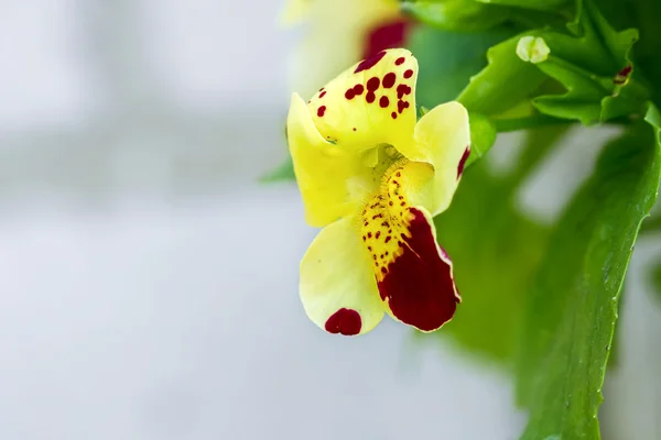 Sarı çiçek macromimulus — Stok fotoğraf