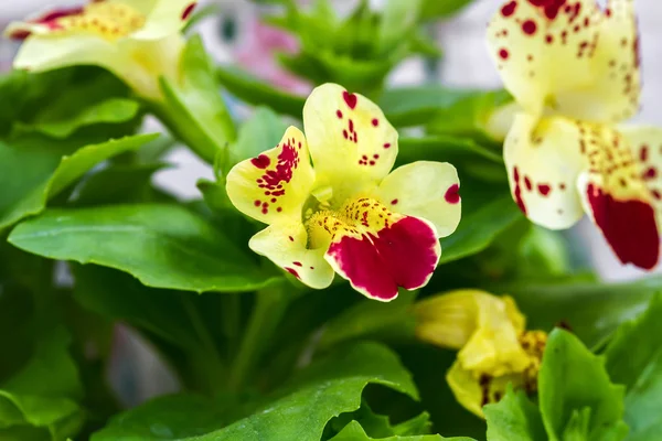 Çiçek Mimulus makro — Stok fotoğraf