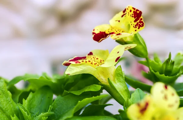 Mimulus květiny na jaře — Stock fotografie