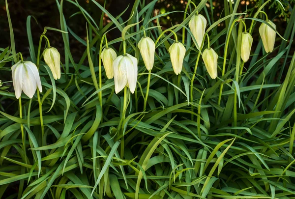 Beyaz çiçek çan — Stok fotoğraf