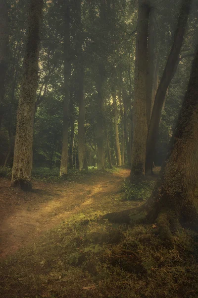 The trail in the woods — Stock Photo, Image