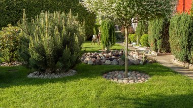 Dekoratif çam bahçe