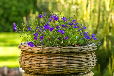 Sardunya hasır sepet içinde