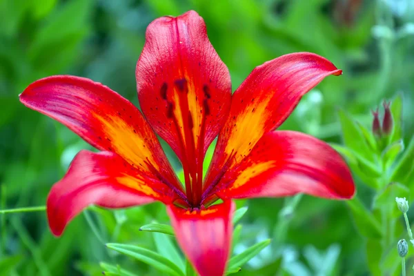 Red big flower in garden — Stock Photo, Image