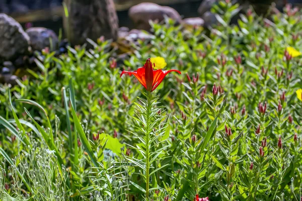 Fleurs plantées dans la cour — Photo