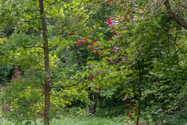 Árboles con hojas coloridas —  Fotos de Stock