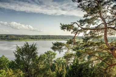 Nemunas ağaç diğer kıyıdan