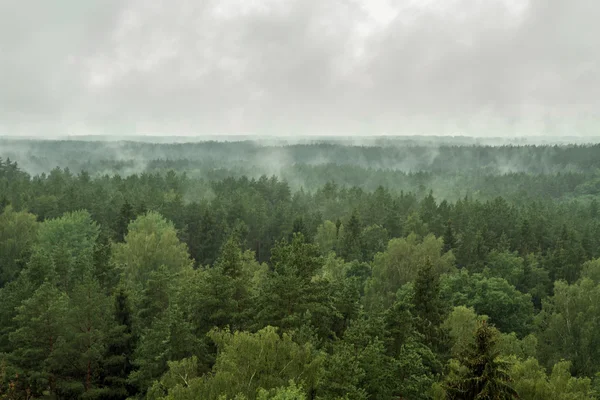 Лес после дождя — стоковое фото