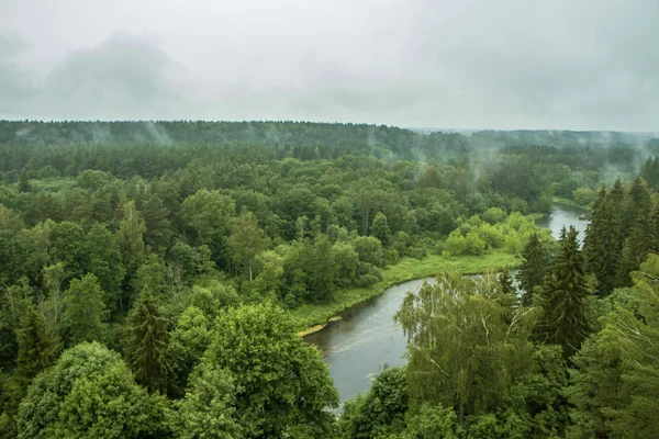 Rio na floresta — Fotografia de Stock