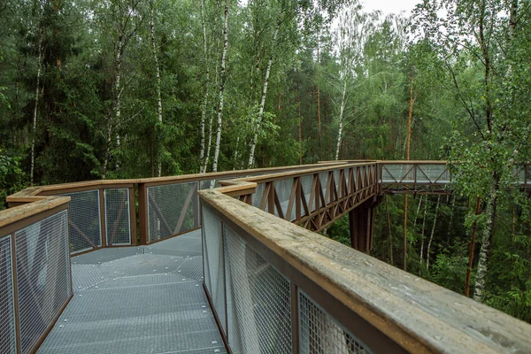 Walk in  the tree tops — Stock Photo, Image