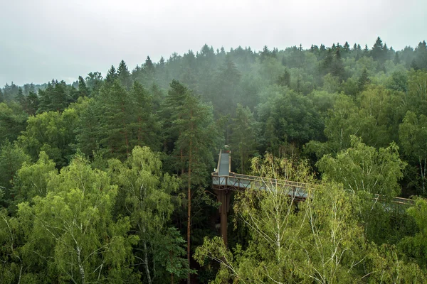 Gångväg över skogen — Stockfoto