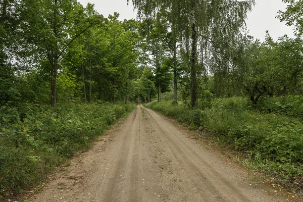 这条小路穿过一片大森林 — 图库照片