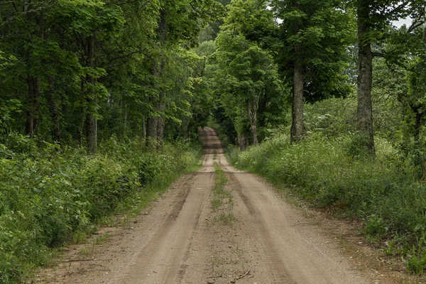 Le sentier traverse la forêt — Photo