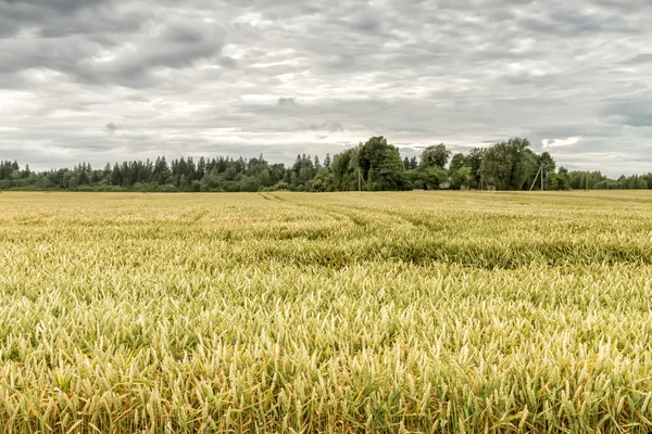 Goldenes Weizenfeld — Stockfoto