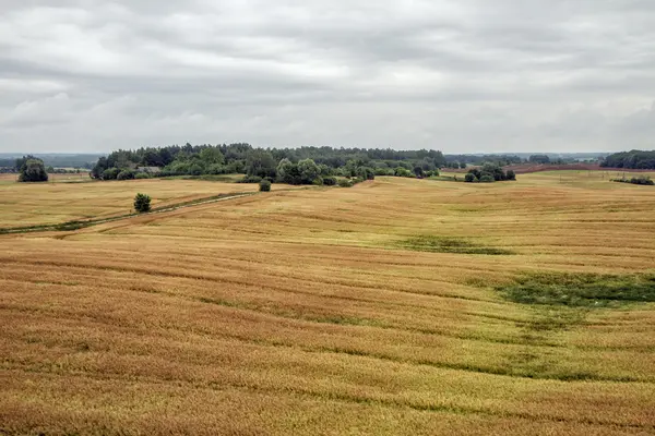 Campo prima del raccolto della resa cerealicola — Foto Stock
