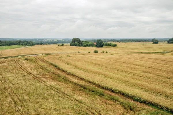 Campo de trigo lituano antes da colheita do rendimento de grãos — Fotografia de Stock