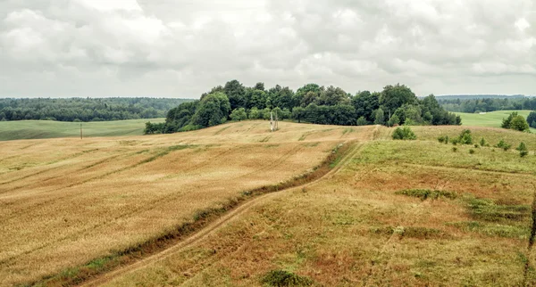 O caminho estreito através de um campo de trigo — Fotografia de Stock