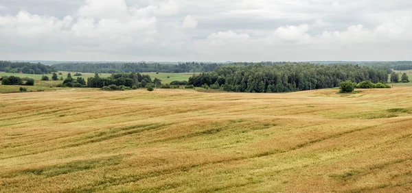 Campo de trigo panorama — Fotografia de Stock