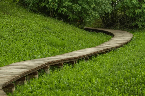 Winding trail in the woods — Stock Photo, Image