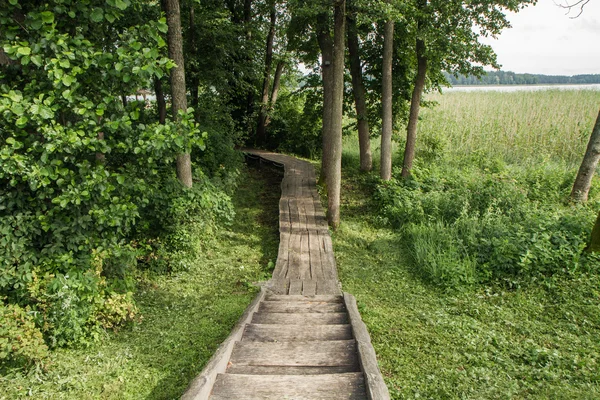 Trail in the woods — Stock Photo, Image