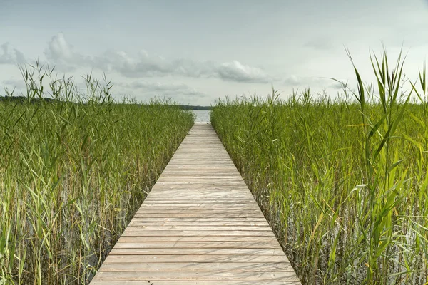 The trail near the reed — Stock Photo, Image